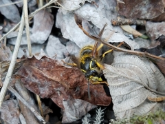 Dolichovespula alpicola