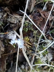 Dolichovespula alpicola