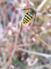 Dolichovespula alpicola