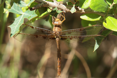 Neurocordulia xanthosoma