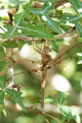 Neurocordulia xanthosoma