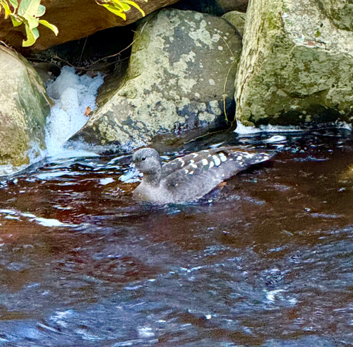 iNaturalist image