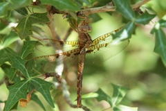 Neurocordulia xanthosoma