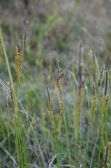 Carex flacca serrulata
