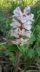 Orobanche crenata