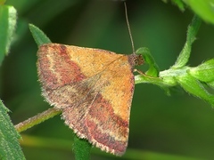 Phytometra viridaria