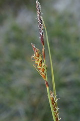 Carex flacca serrulata