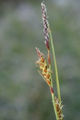 Carex flacca serrulata