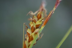 Carex flacca serrulata