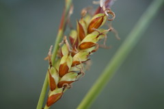 Carex flacca serrulata