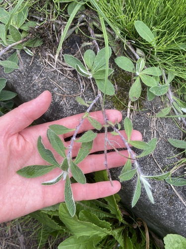 Наблюдение на iNaturalist