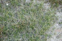 Carex flacca serrulata