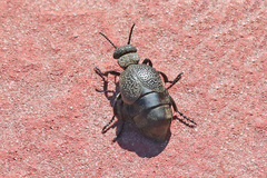 Meloe tuccius