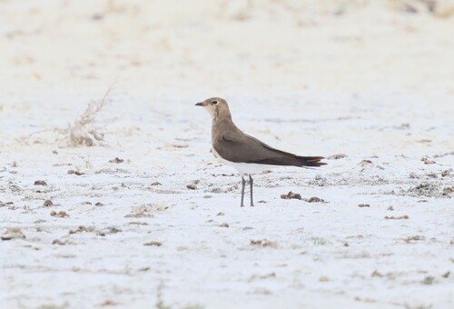 iNaturalist image