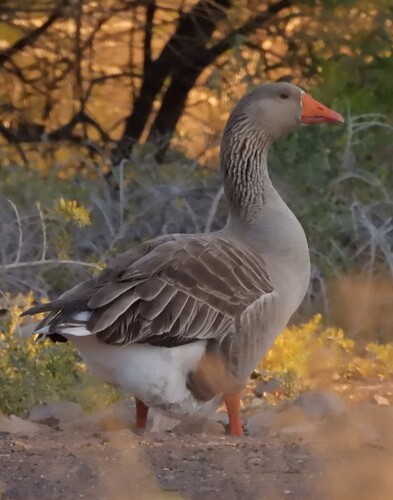 iNaturalist image
