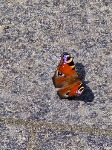 European Peacock Butterfly