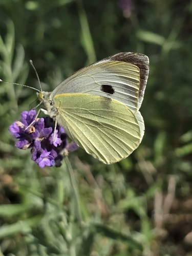 Large White