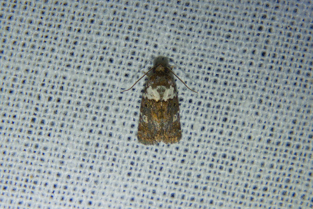 Maliattha fuliginosa