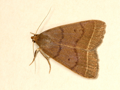 Simplicia rectalis