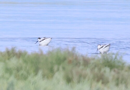 iNaturalist image