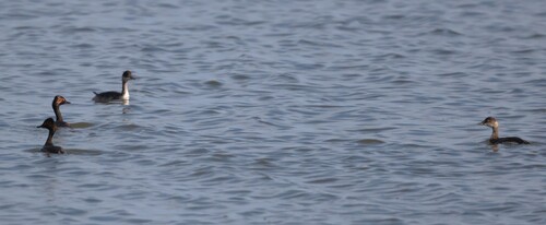 iNaturalist image