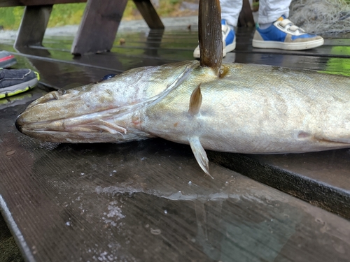 Atlantic Pollock