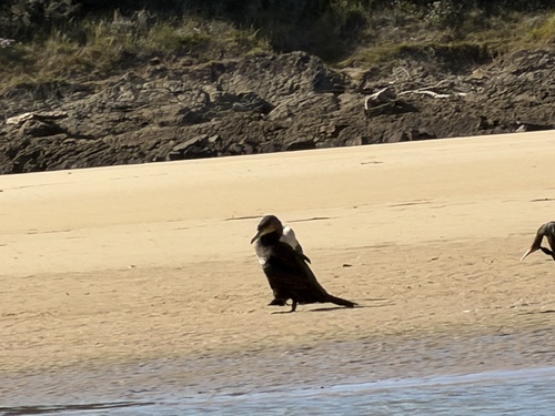 iNaturalist image