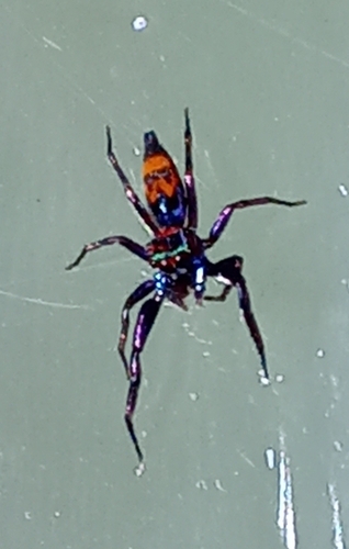Chrysilla volupe