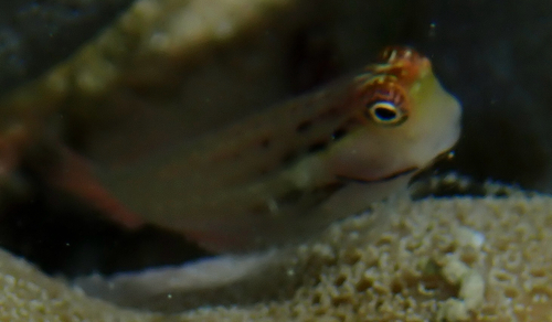 Ecsenius yaeyamaensis observed 2026-07-23