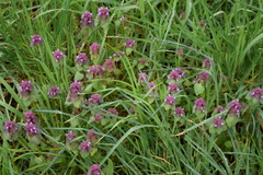 Lamium purpureum purpureum