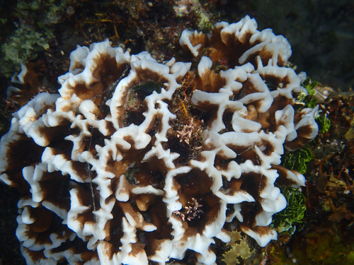 Pavona frondifera observed 2026-07-23
