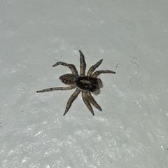 Menemerus semilimbatus