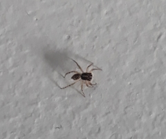 Menemerus semilimbatus