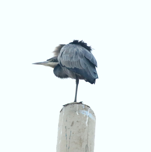 iNaturalist image