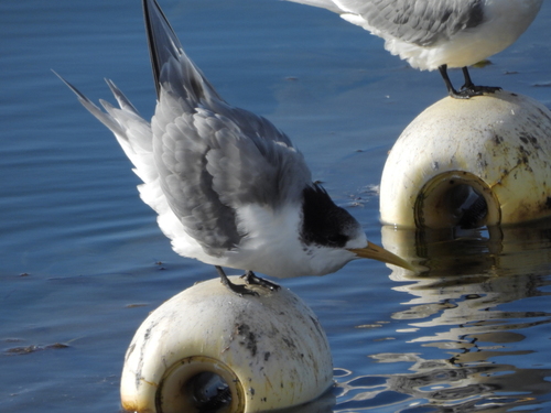 iNaturalist image