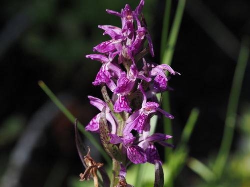 Dactylorhiza majalis, photograph 6