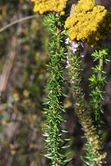 Metalasia aurea, photograph (c) Andrew Gillespie, some rights reserved (CC BY)