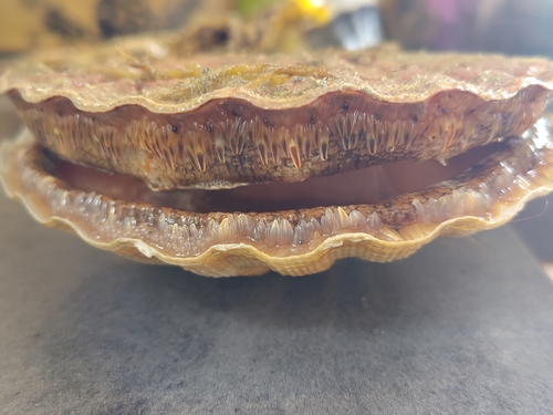 Great Scallop