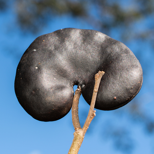 Pacara Earpod Tree