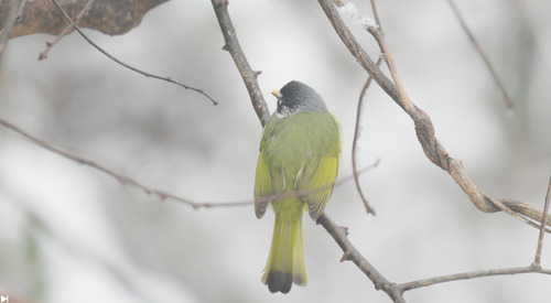 Collared Finchbill