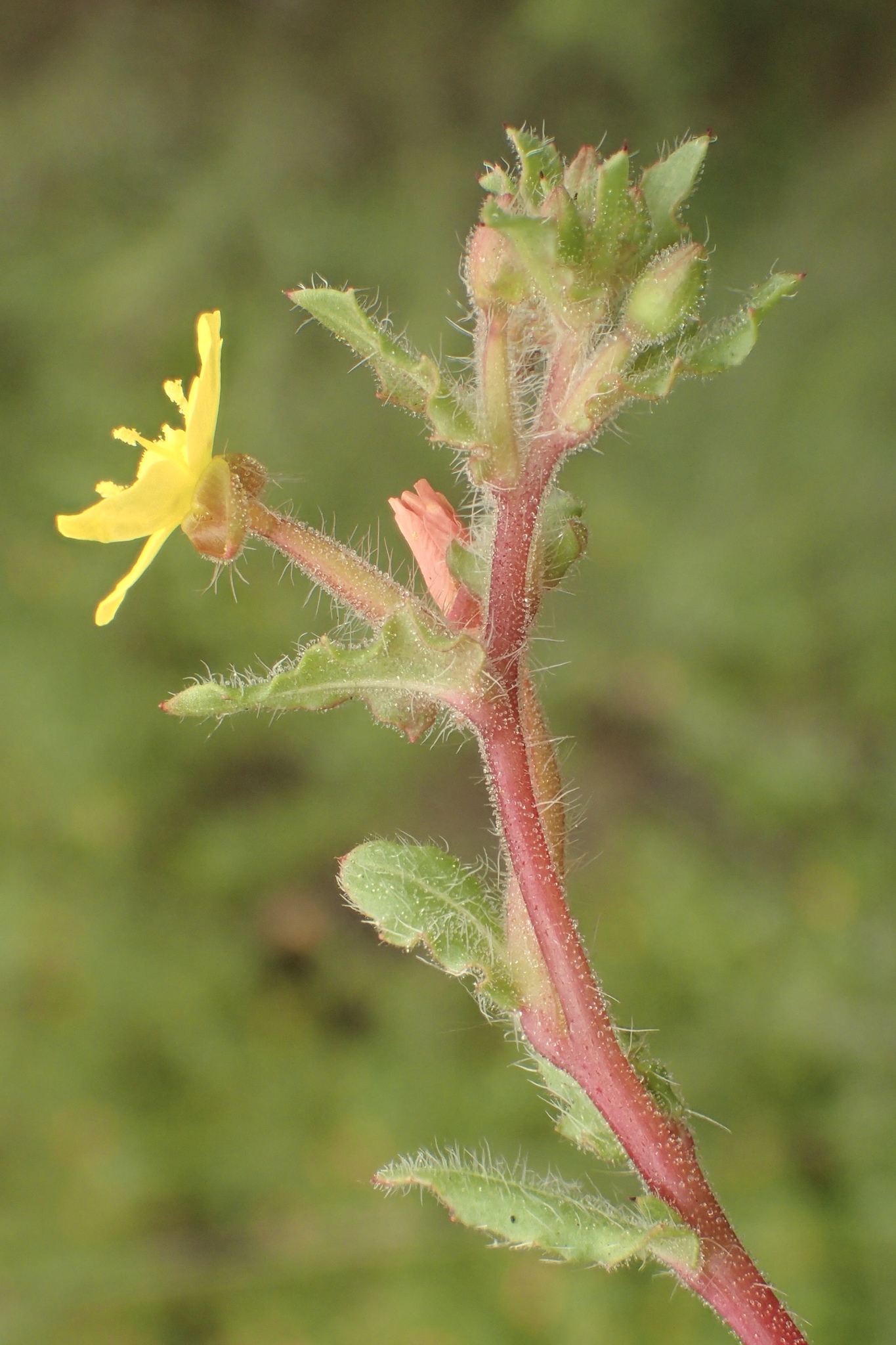 Camissoniopsis micrantha