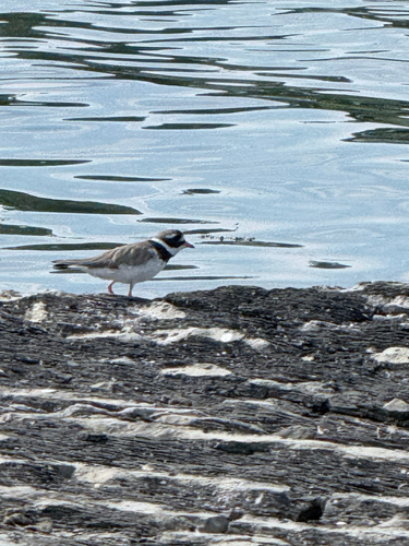 iNaturalist image