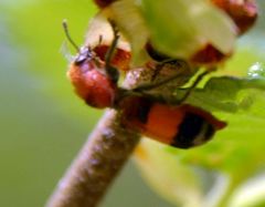 Enoclerus ichneumoneus