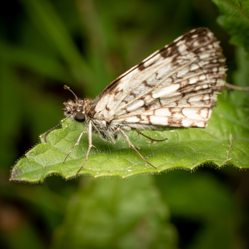 Orcus Checkered-Skipper