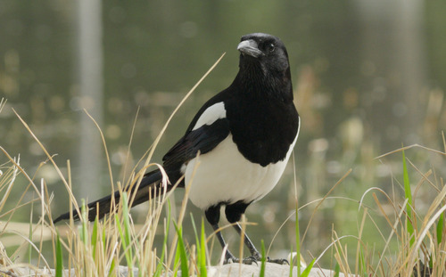 Oriental Magpie