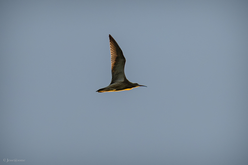 iNaturalist image