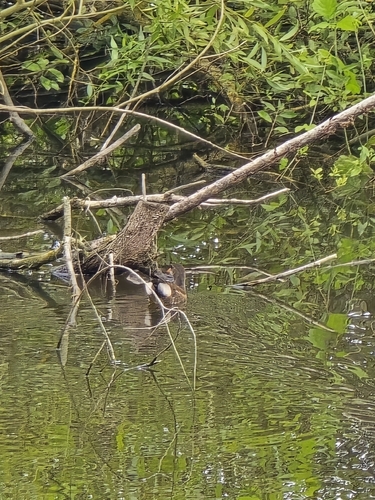 Eurasian Common Moorhen