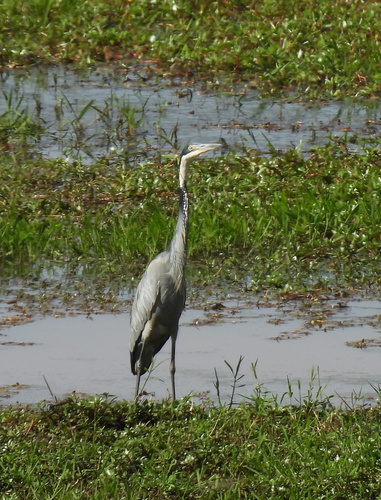 iNaturalist image