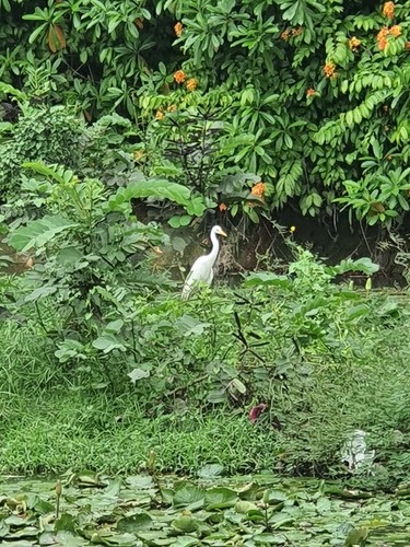 iNaturalist image