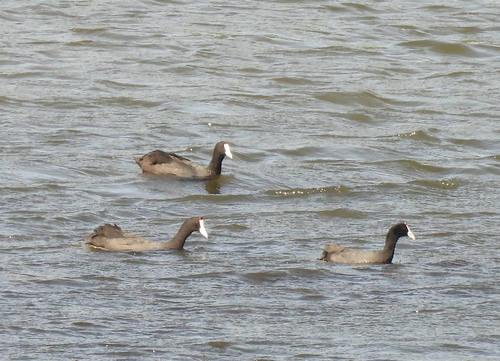 iNaturalist image